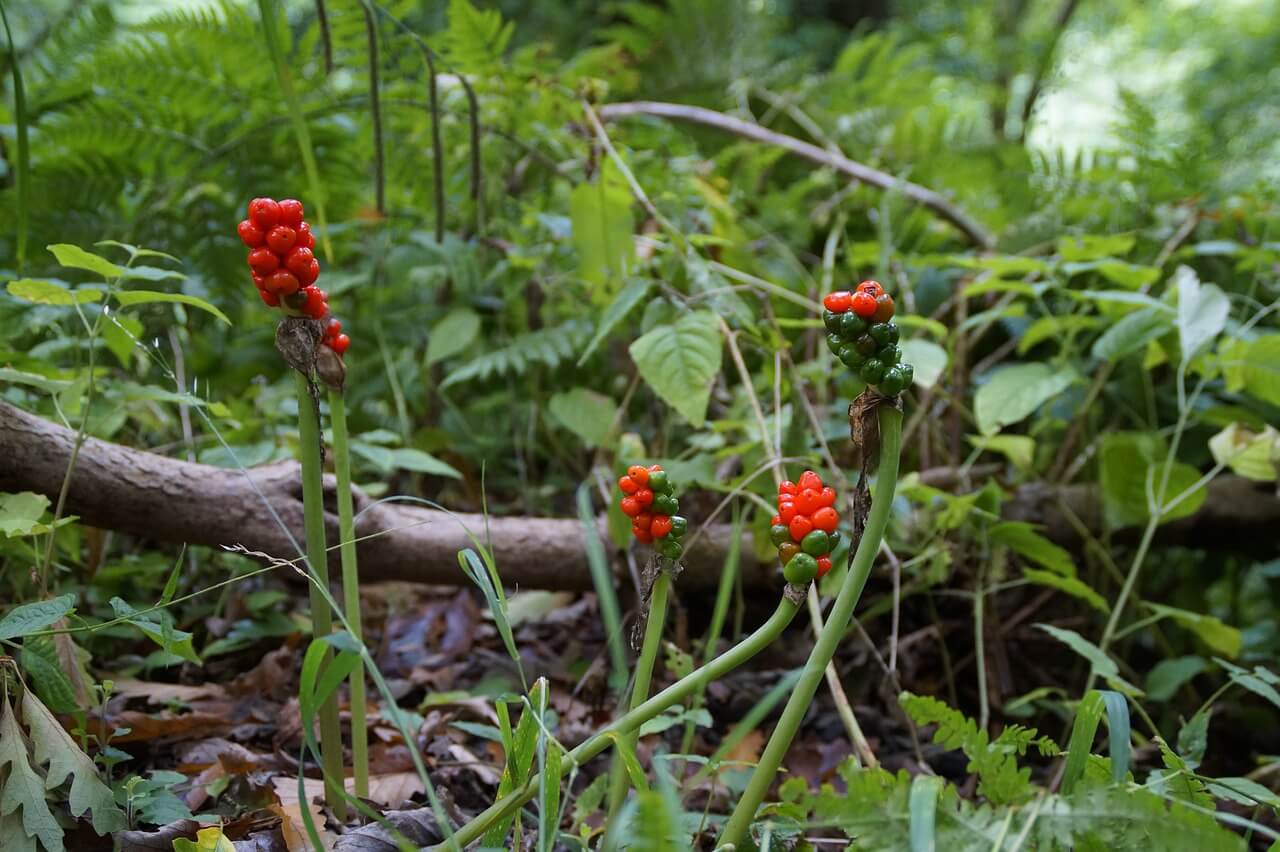 arum tacht&eacute; toxicit&eacute; cheval plantes 