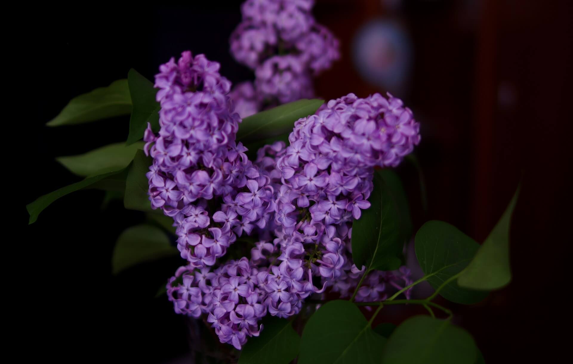 lilas commun toxicit&eacute; plantes cheval