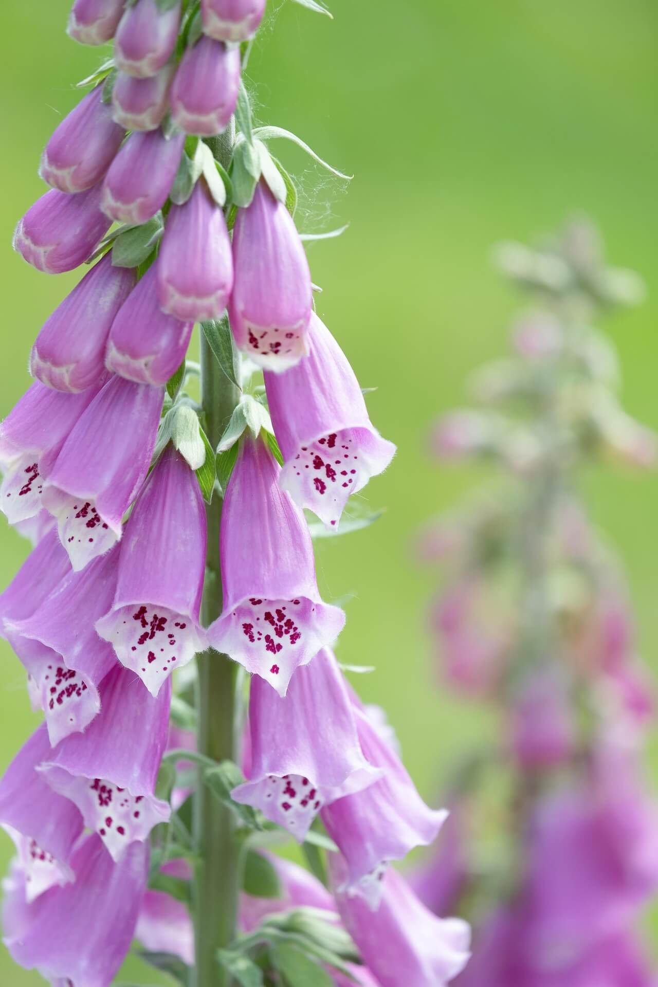 euphorbes digitales fleurs toxicit&eacute; plantes cheval