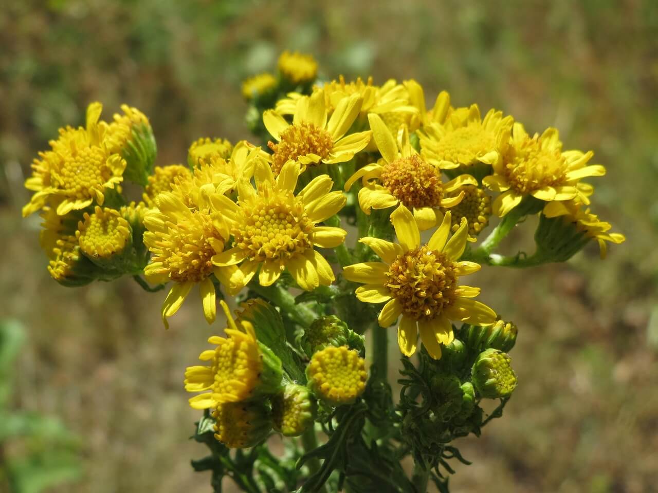s&eacute;ne&ccedil;on de jacob toxicit&eacute; plantes cheval