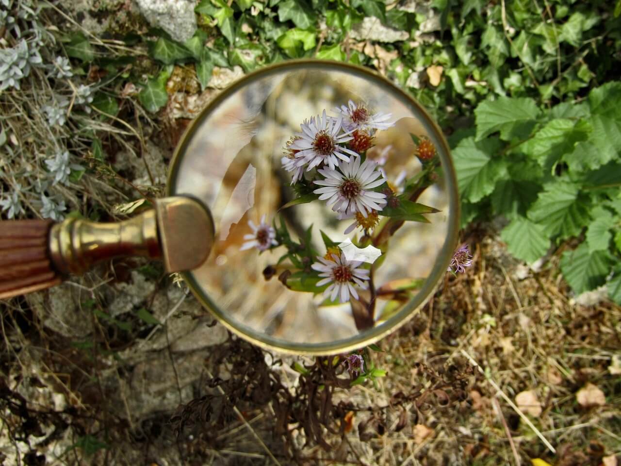 loupe fleurs identifications cheval 