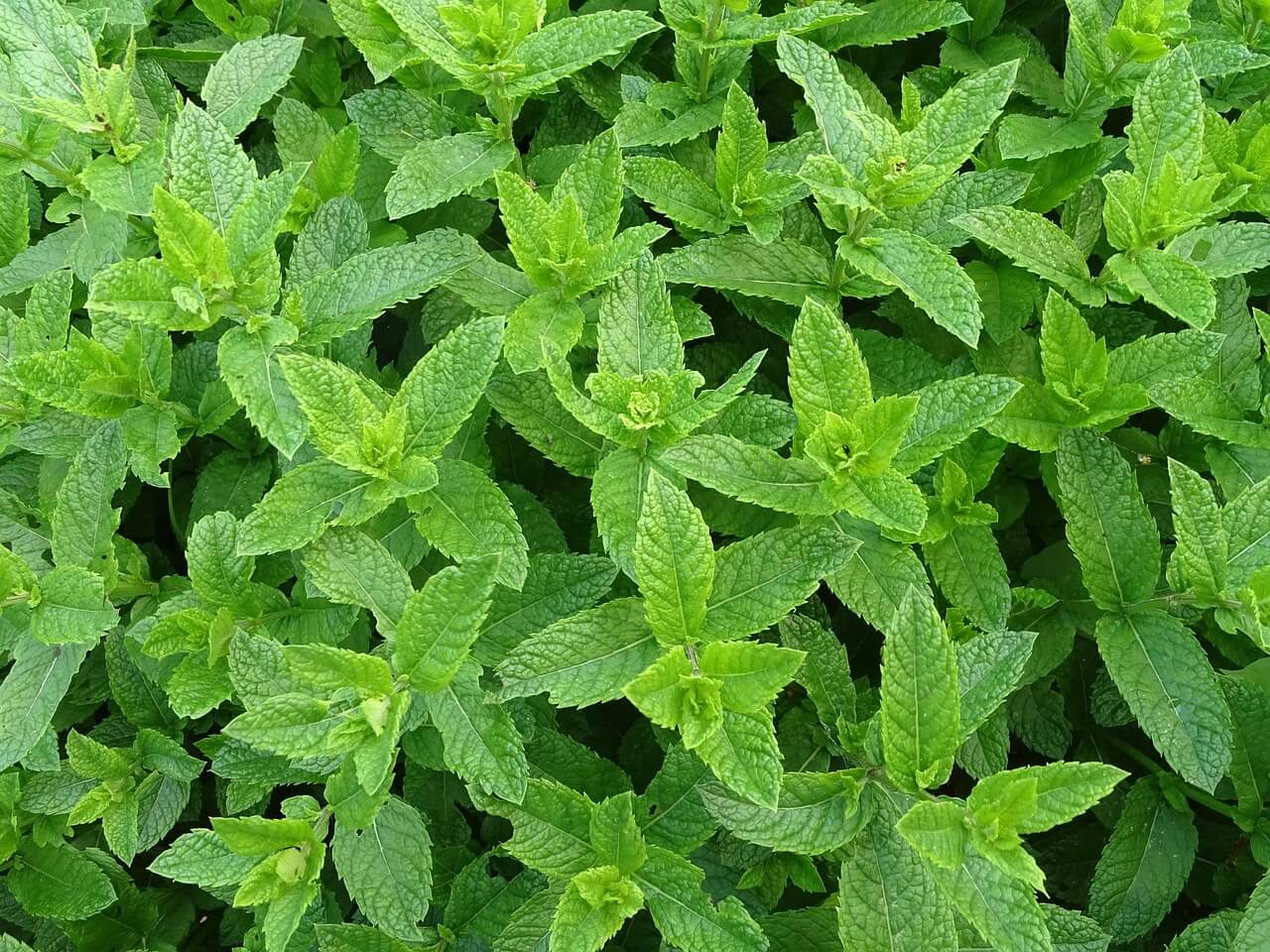 menthe plantes cheval