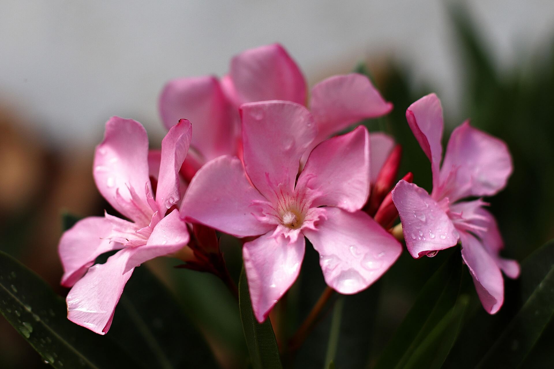 laurier rose toxicit&eacute; plantes cheval