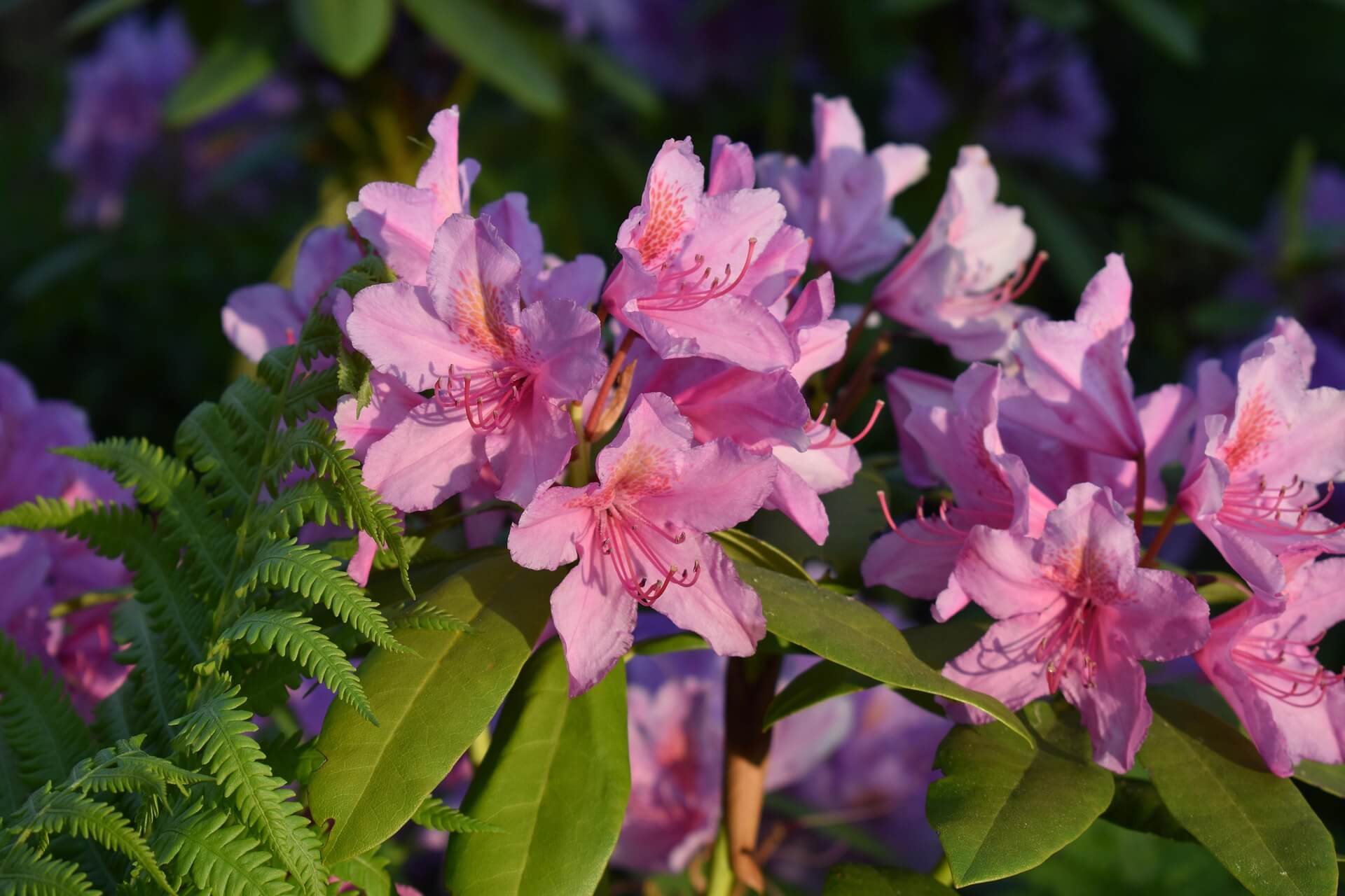 rhododendron fleurs toxicit&eacute; plantes cheval