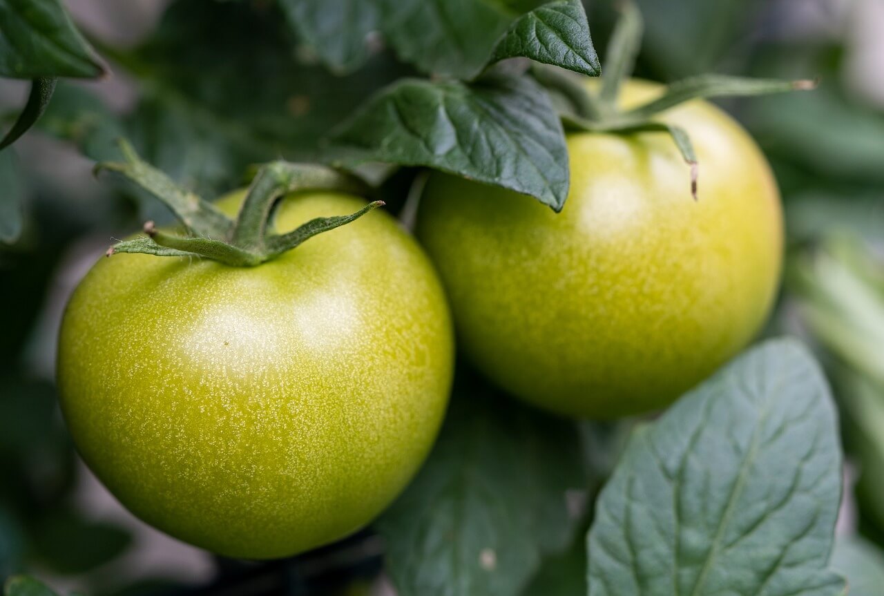 tomates vertes toxicit&eacute; cheval plantes 