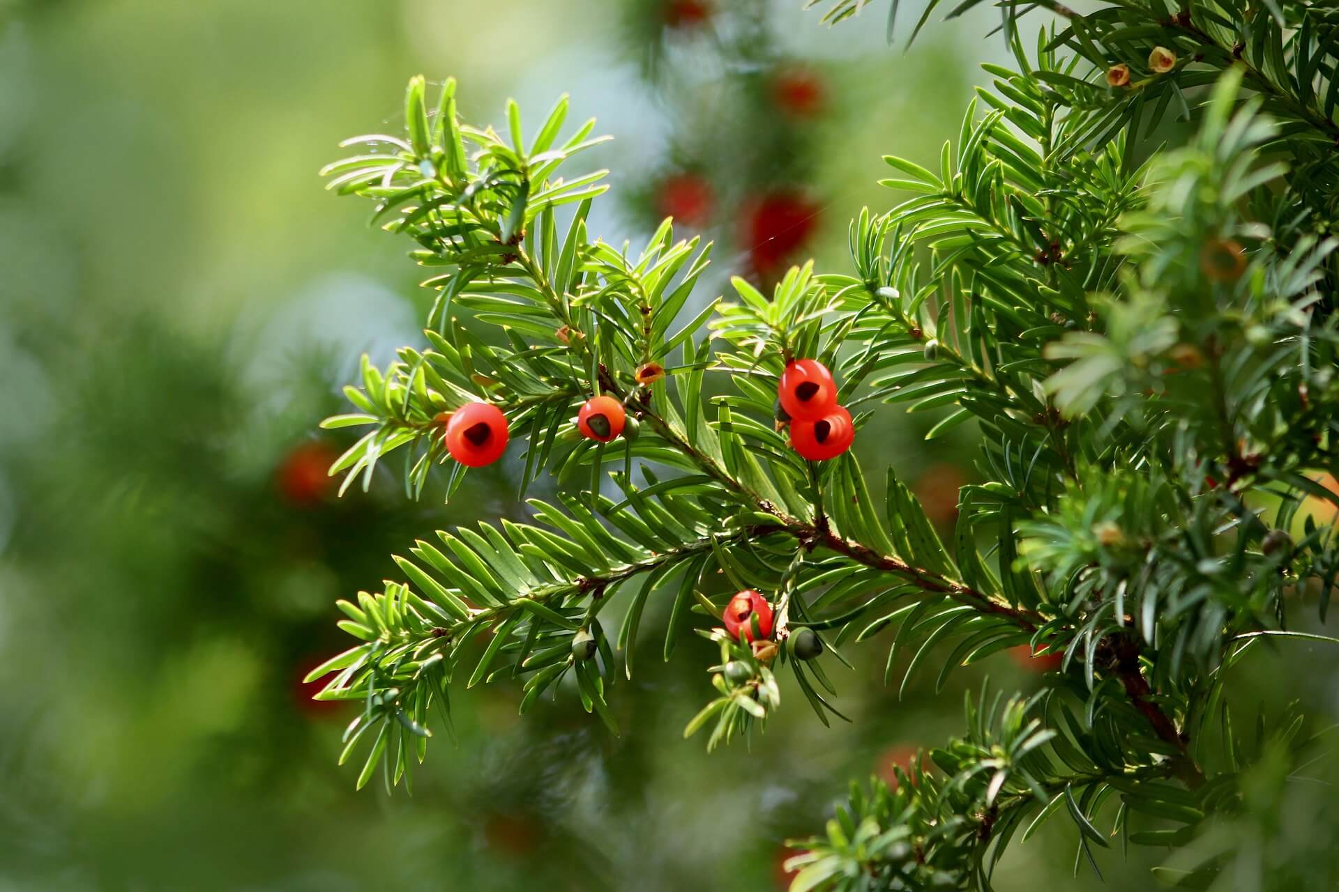 if toxicit&eacute; cheval plantes 
