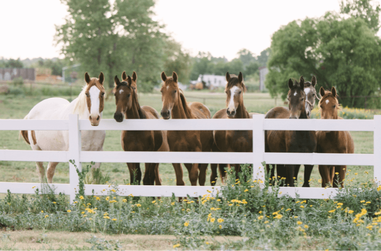 bordure cloture pr&eacute;