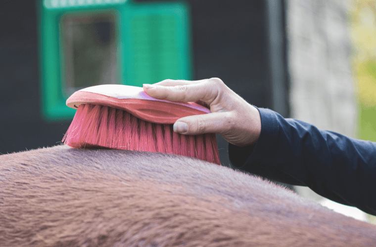 mue printemps cheval