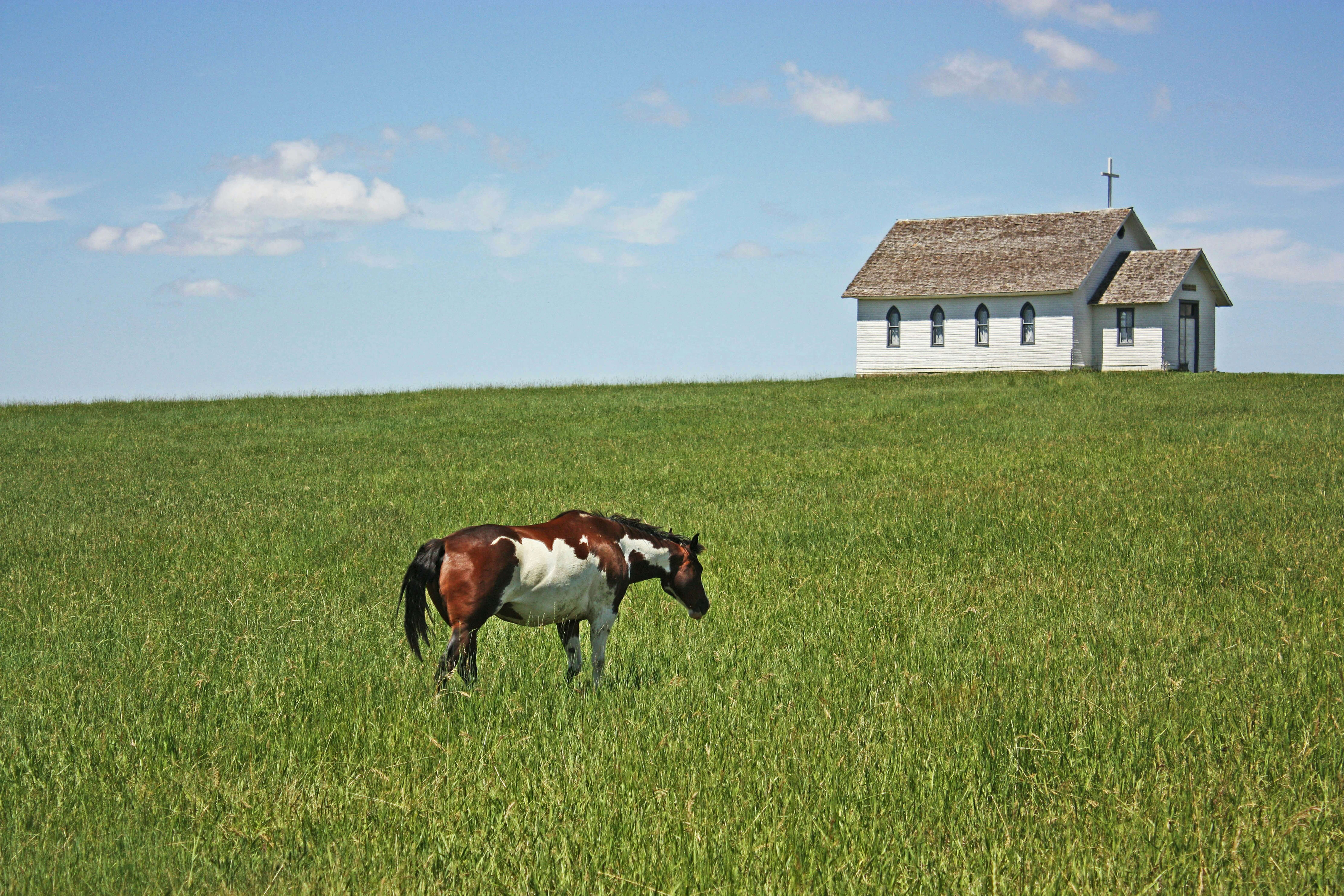 cheval pre p&acirc;turage herbe