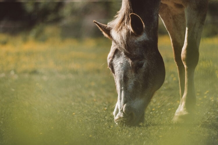 saisons printemps soins cheval 