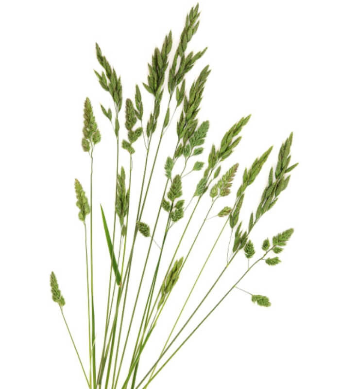 ray grass herbe cheval