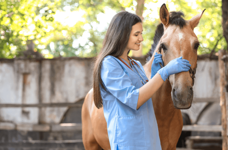 v&eacute;t&eacute;rinaire cheval 