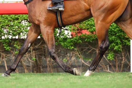 Arthrose boiterie cheval