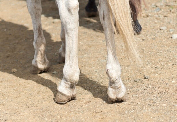 articulations arthrose 