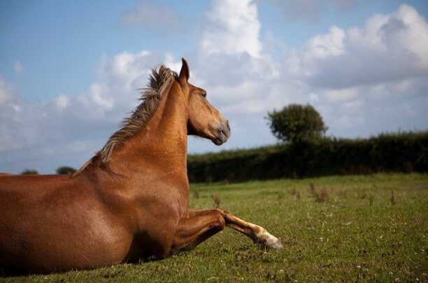 cheval qui se couche ou se l&egrave;ve plus
