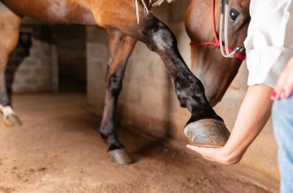 v&eacute;t&eacute;rinaire &eacute;quin