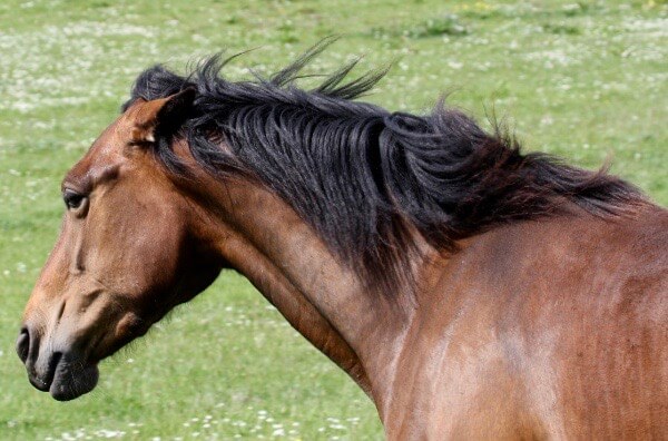 Comportement cheval