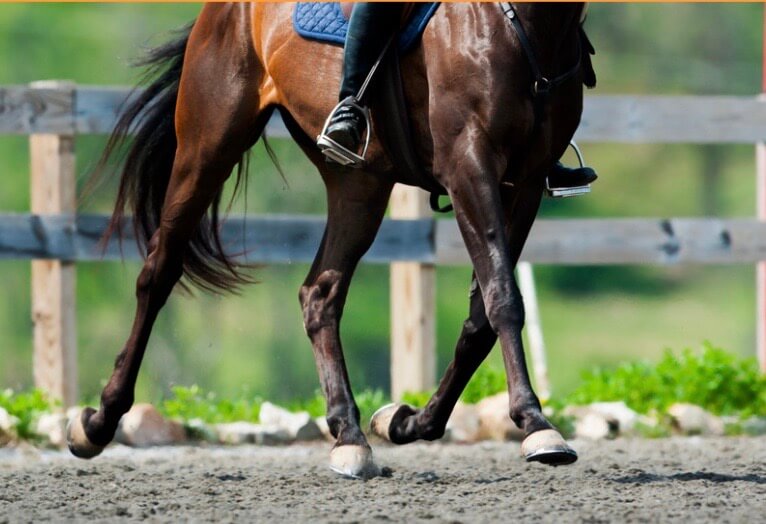 arthrite arthrose cheval