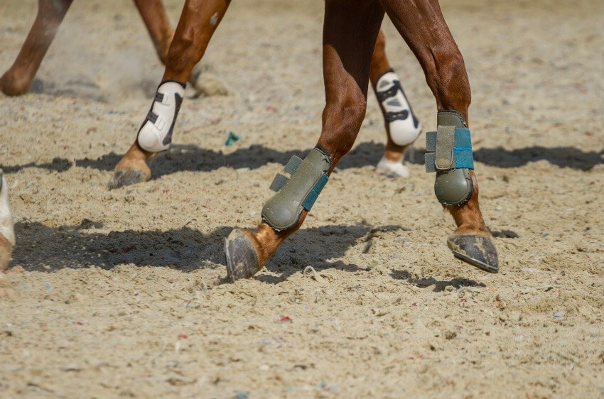 traumatisme articulations cheval