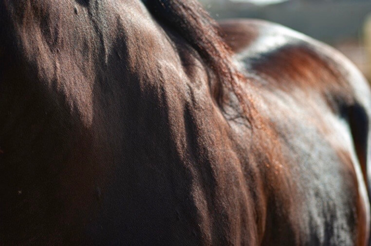 cartilage cheval