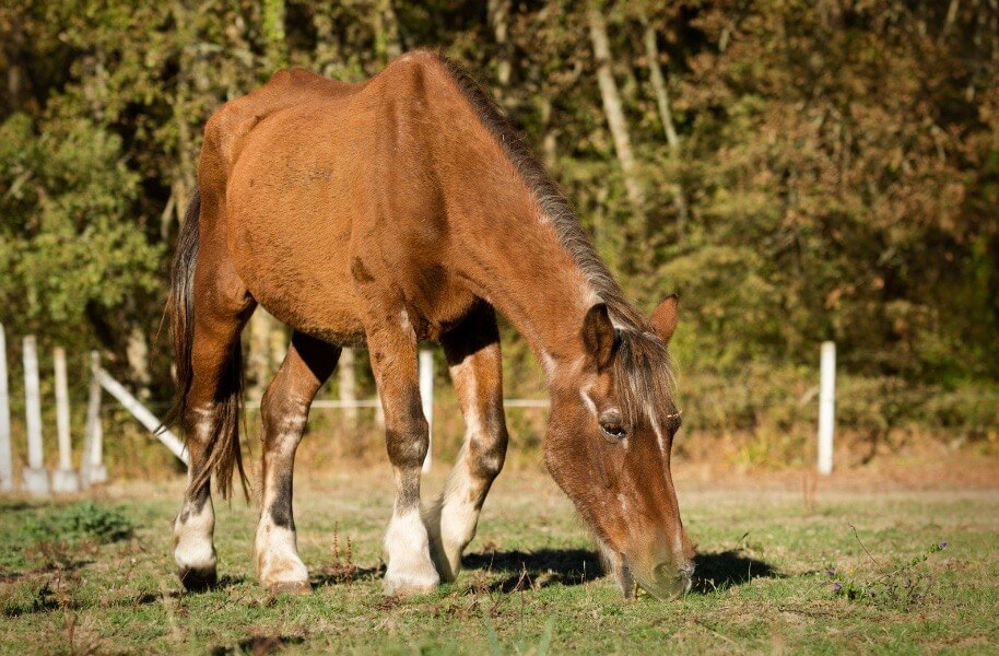 cheval &acirc;g&eacute; 