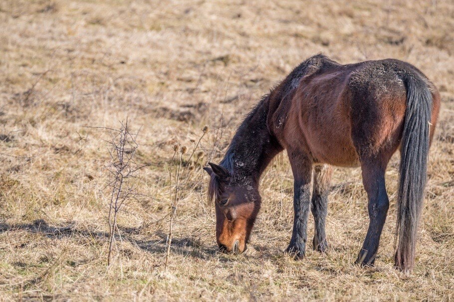condition de vie cheval