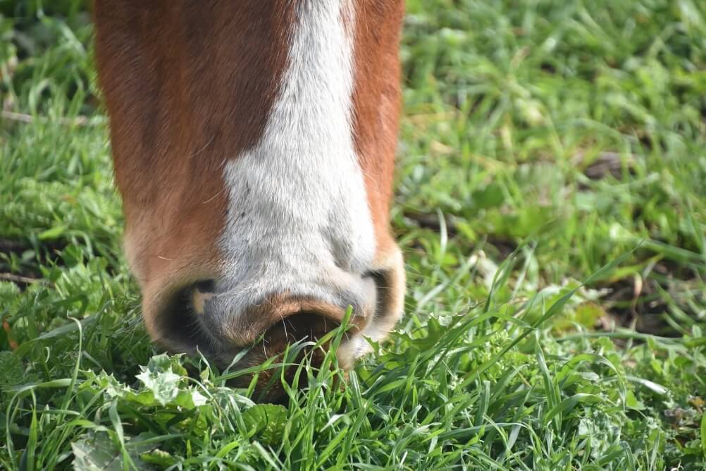 alimentation cheval