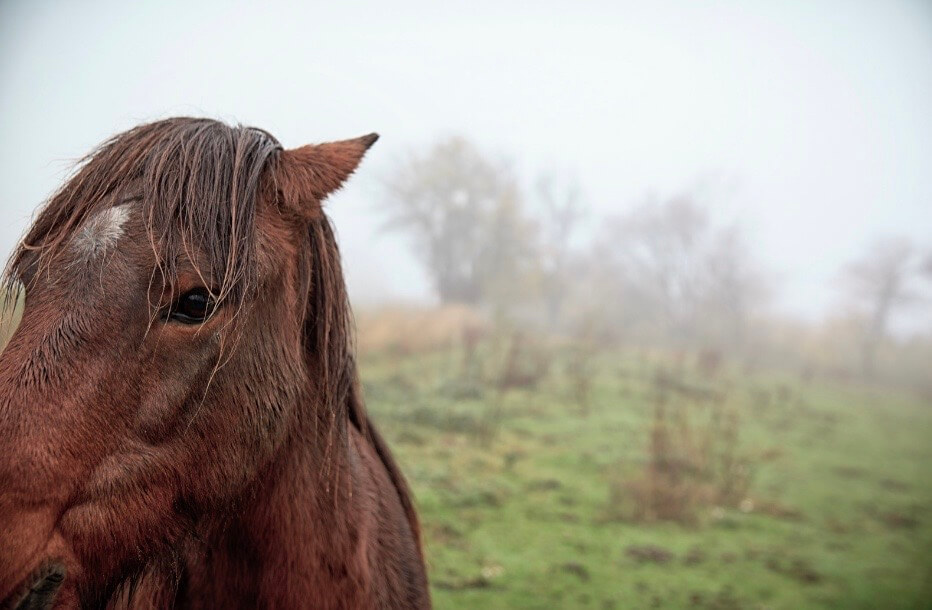 stress cheval