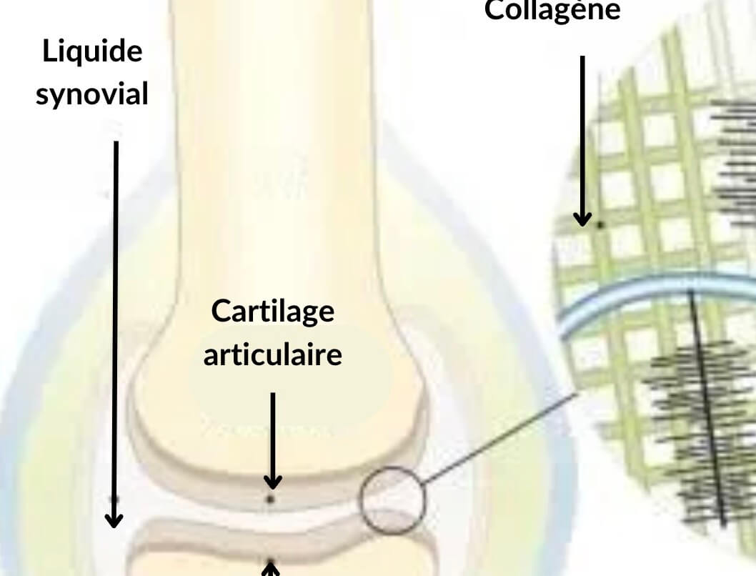 liquide synoval articulation