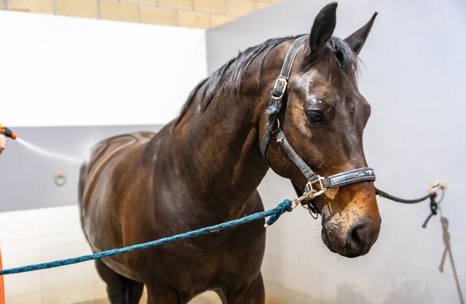 op&eacute;ration chirurgie cheval