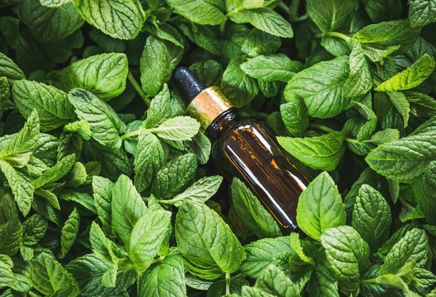 menthe poivr&eacute;e bienfaits arthrose