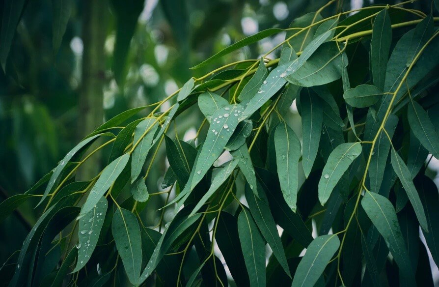 Eucalyptus bienfaits arthrose