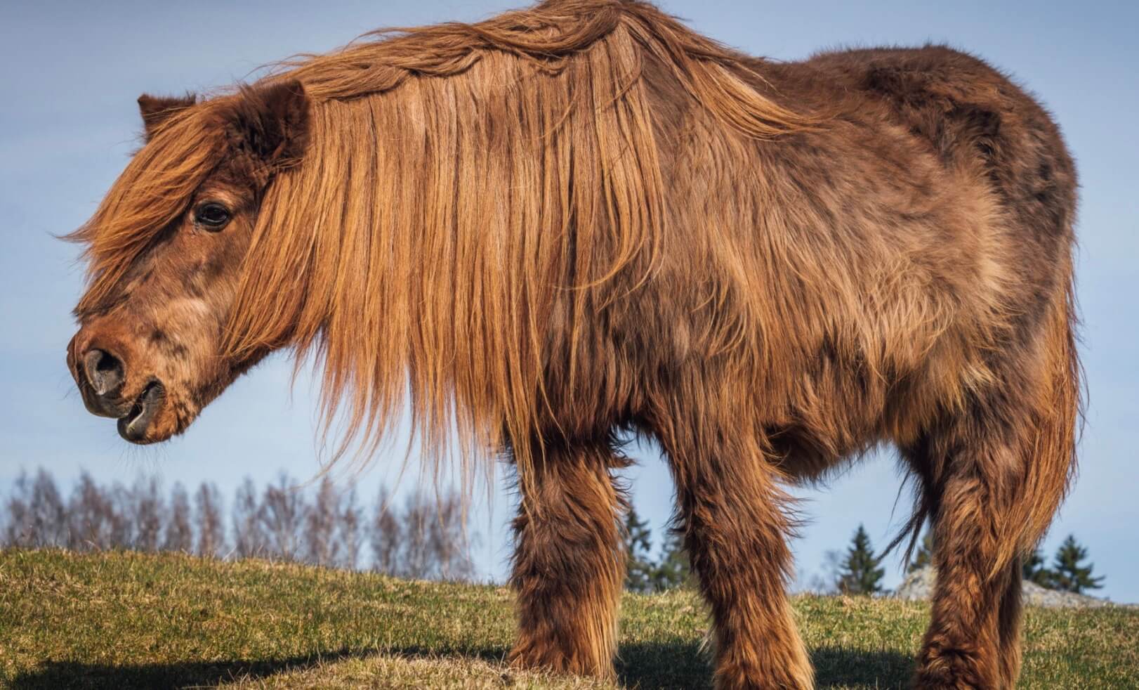 stade colique cheval