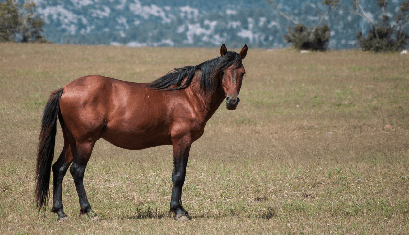Dorsalgie cheval