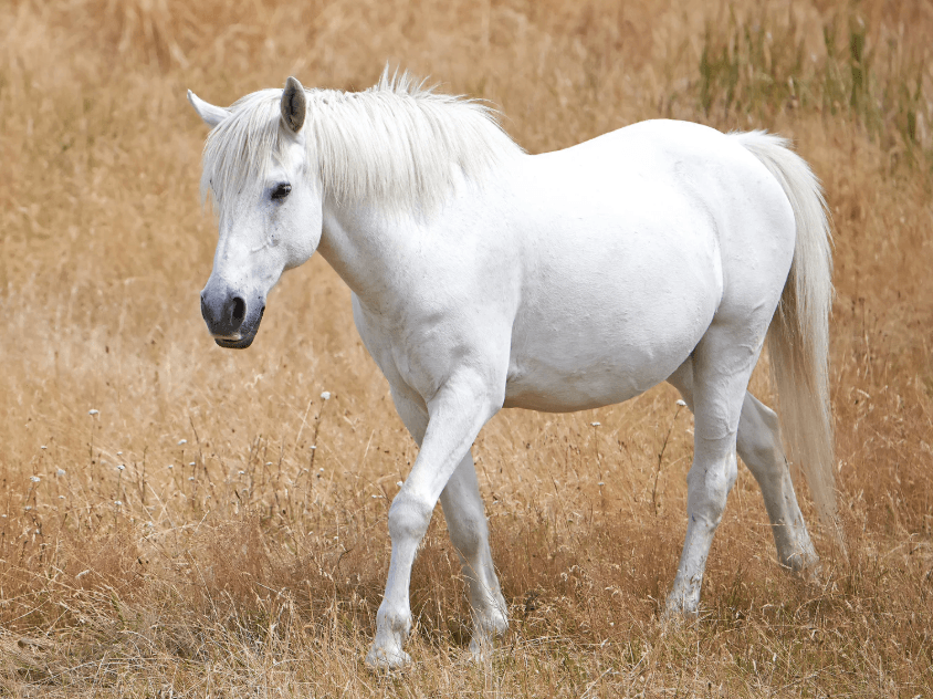 Dorsalgie cheval