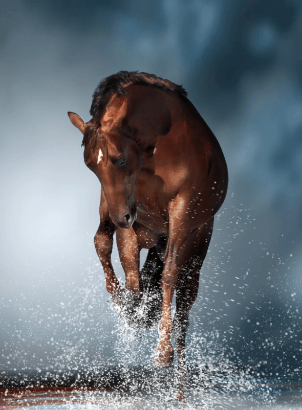 Dorsalgie cheval