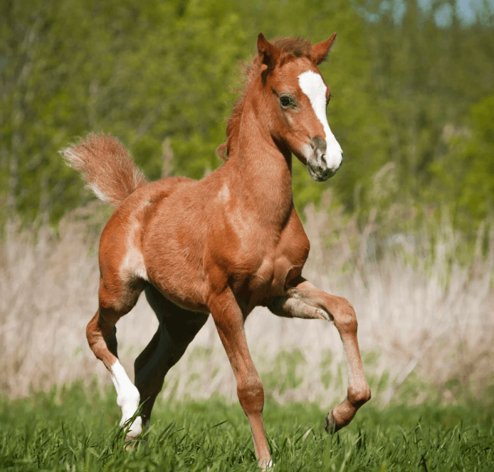 morphologie cheval