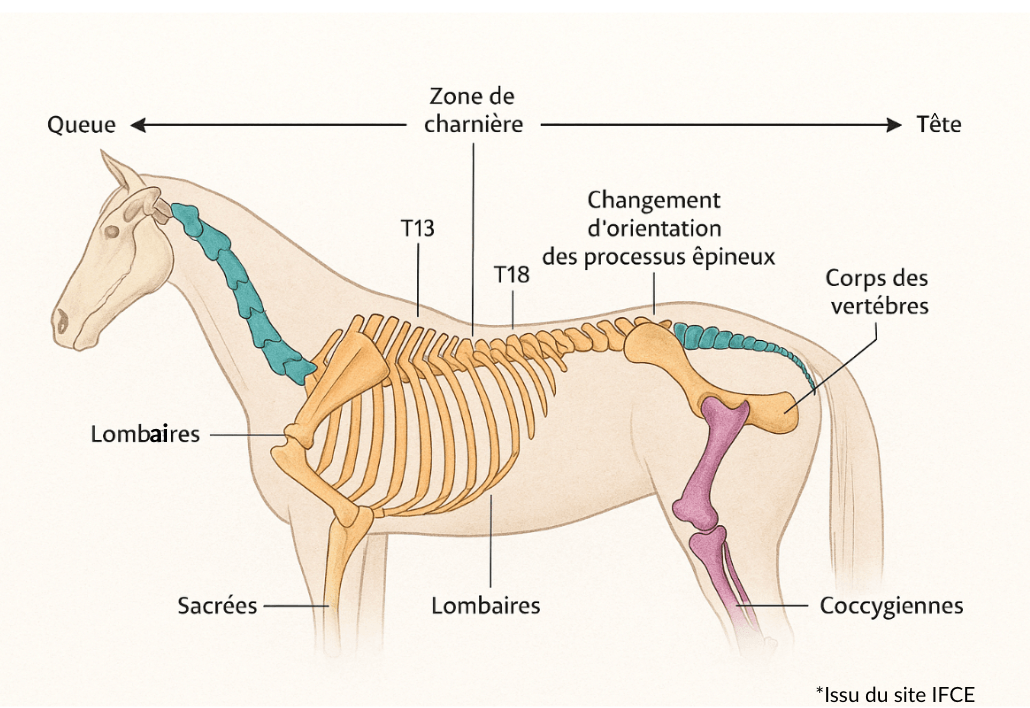 Sch&eacute;ma corps cheval