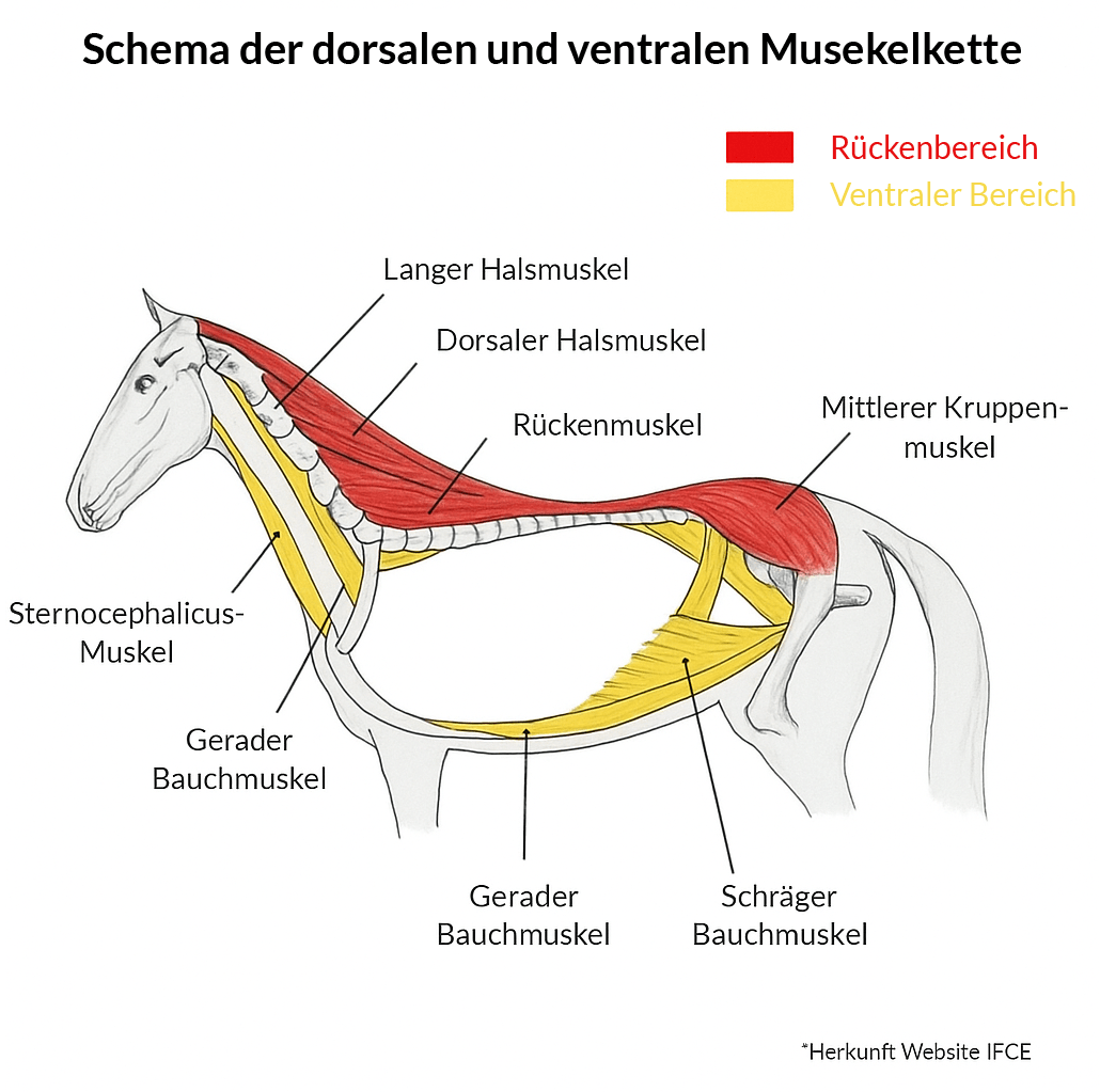 Sch&eacute;ma Dorsalgie cheval