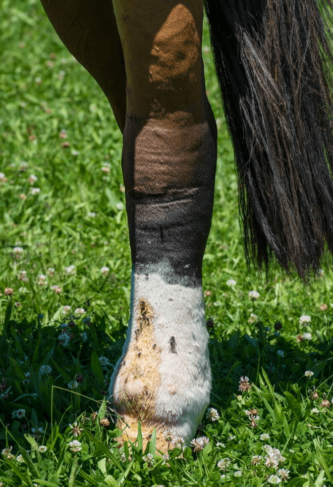 lymphangite cheval