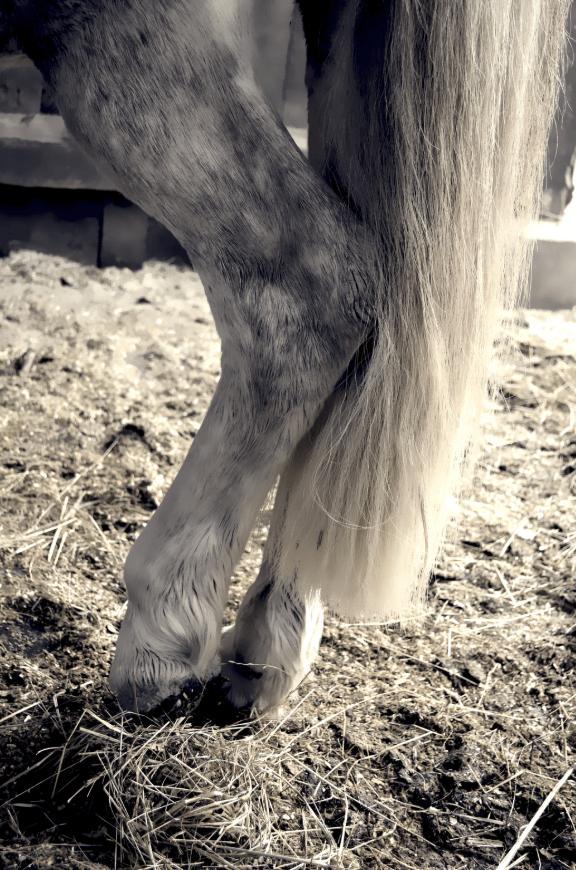 lymphangite cheval