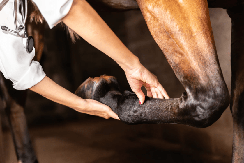 douleur lymphangite cheval