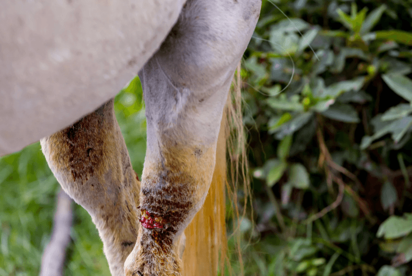 Analyse bact&eacute;rienne lymphangite cheval
