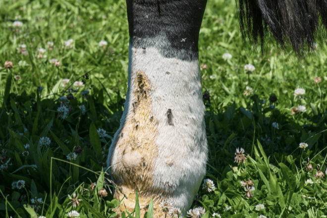 Lymphangite cheval pr&eacute;vention
