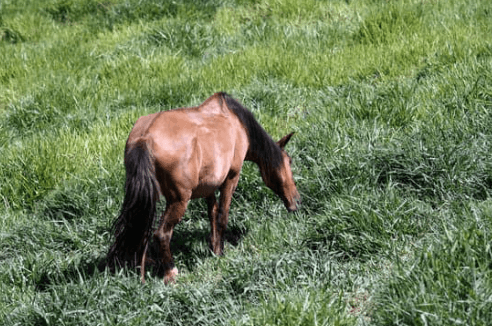 d&eacute;finition mollette