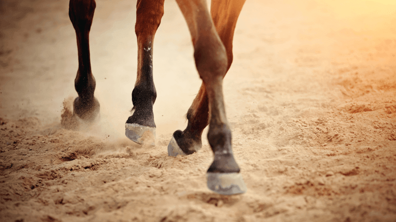 L'influence du sol sur la tendinite du cheval