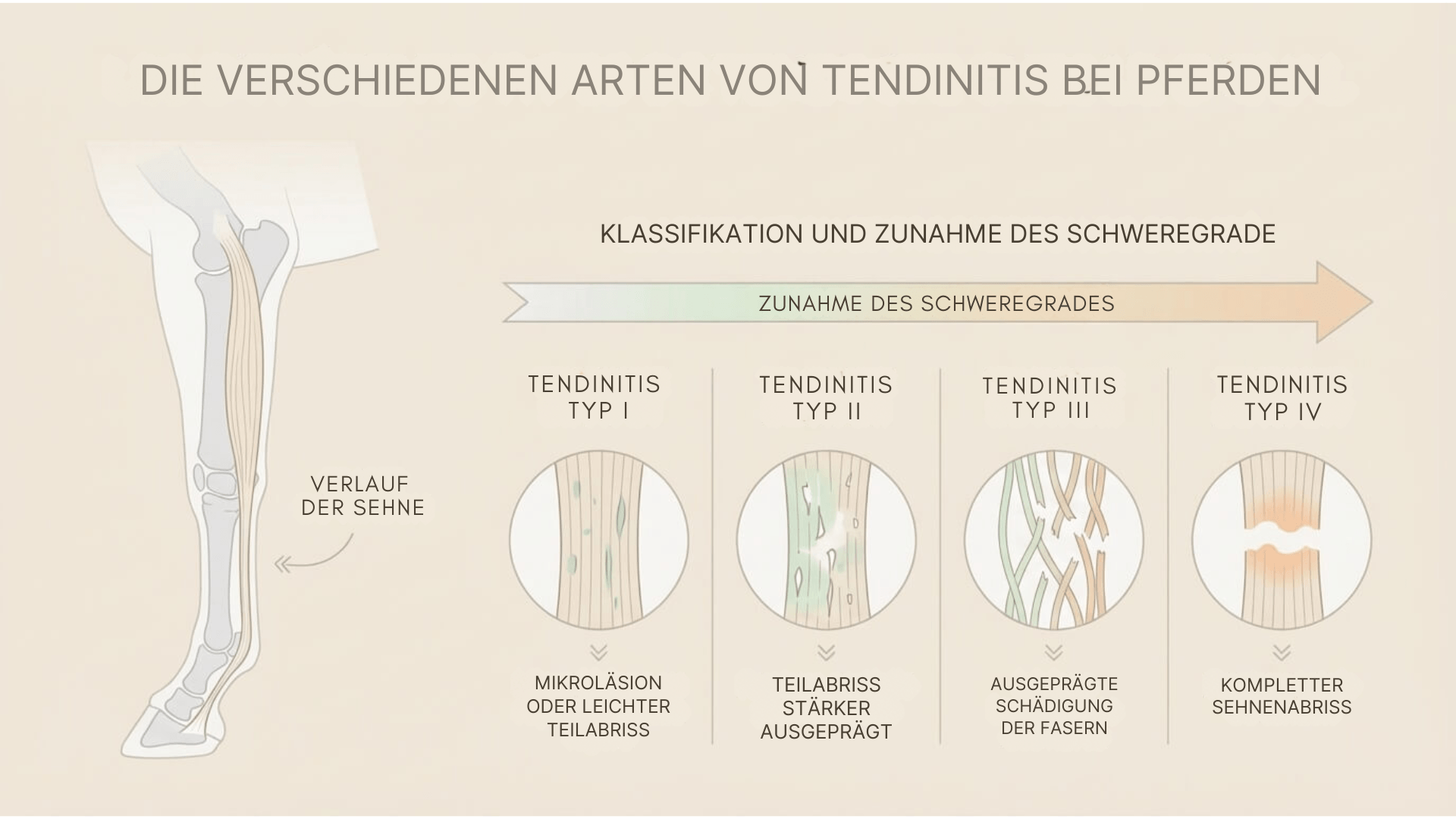 Les diff&eacute;rents types de tendinite chez le cheval 