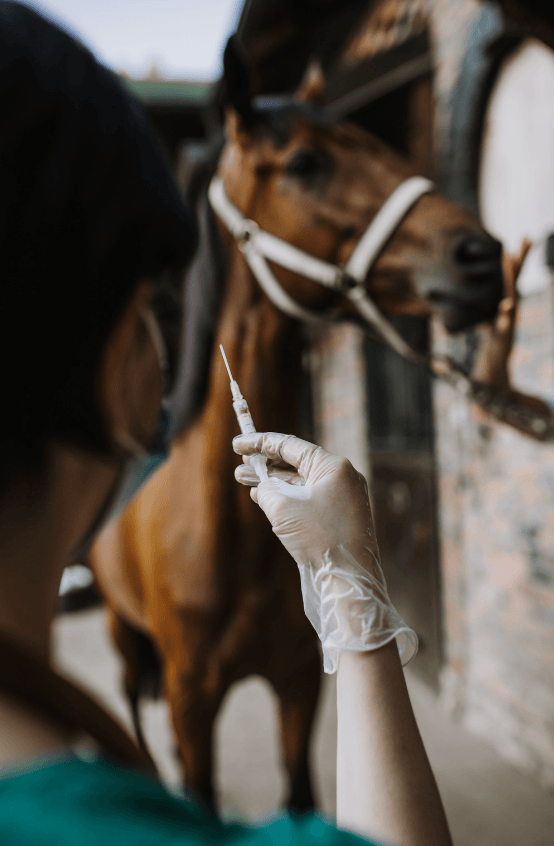 diarrh&eacute;e cheval