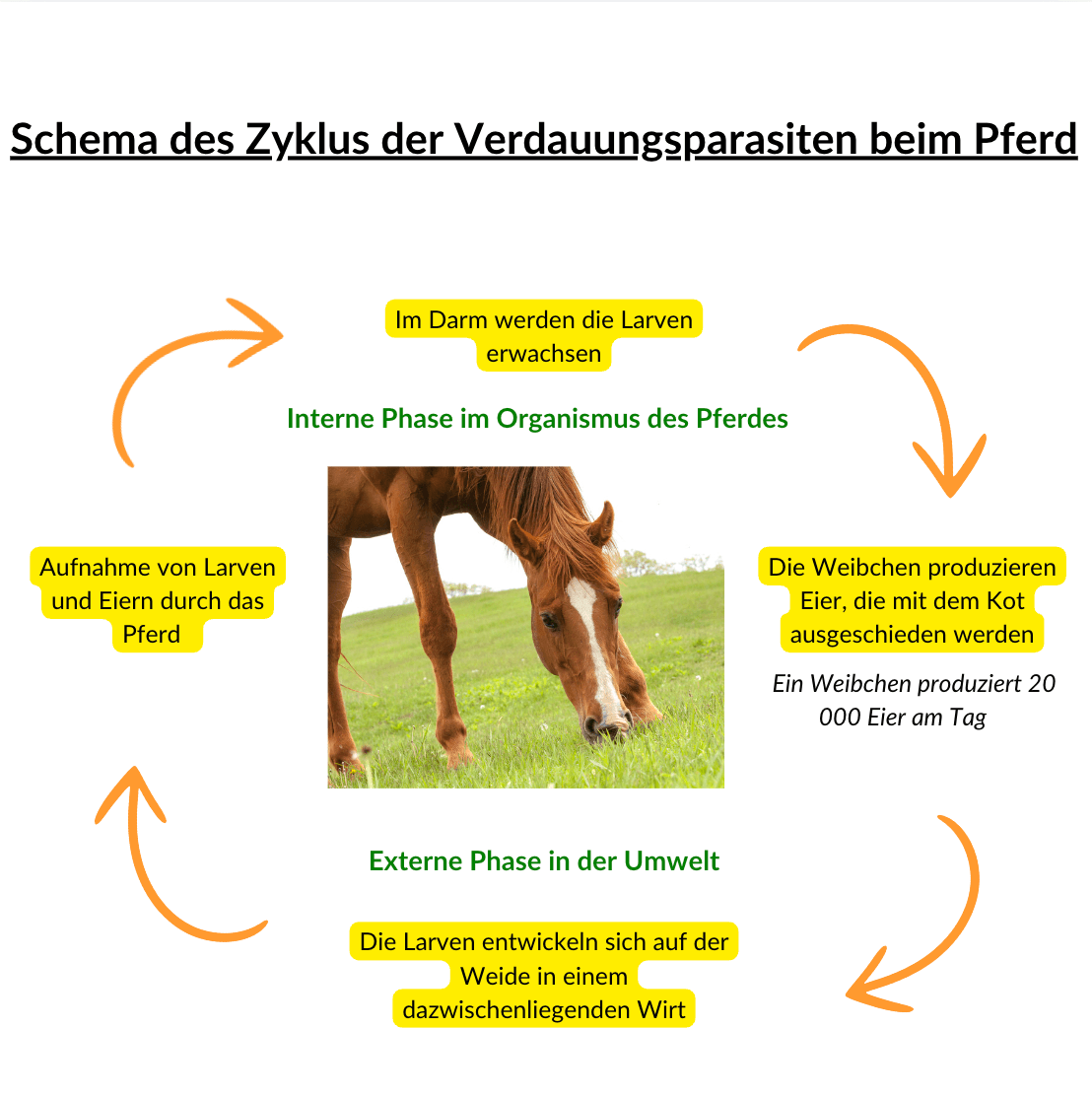 Sch&eacute;ma du cycle des parasites digestifs chez le cheval