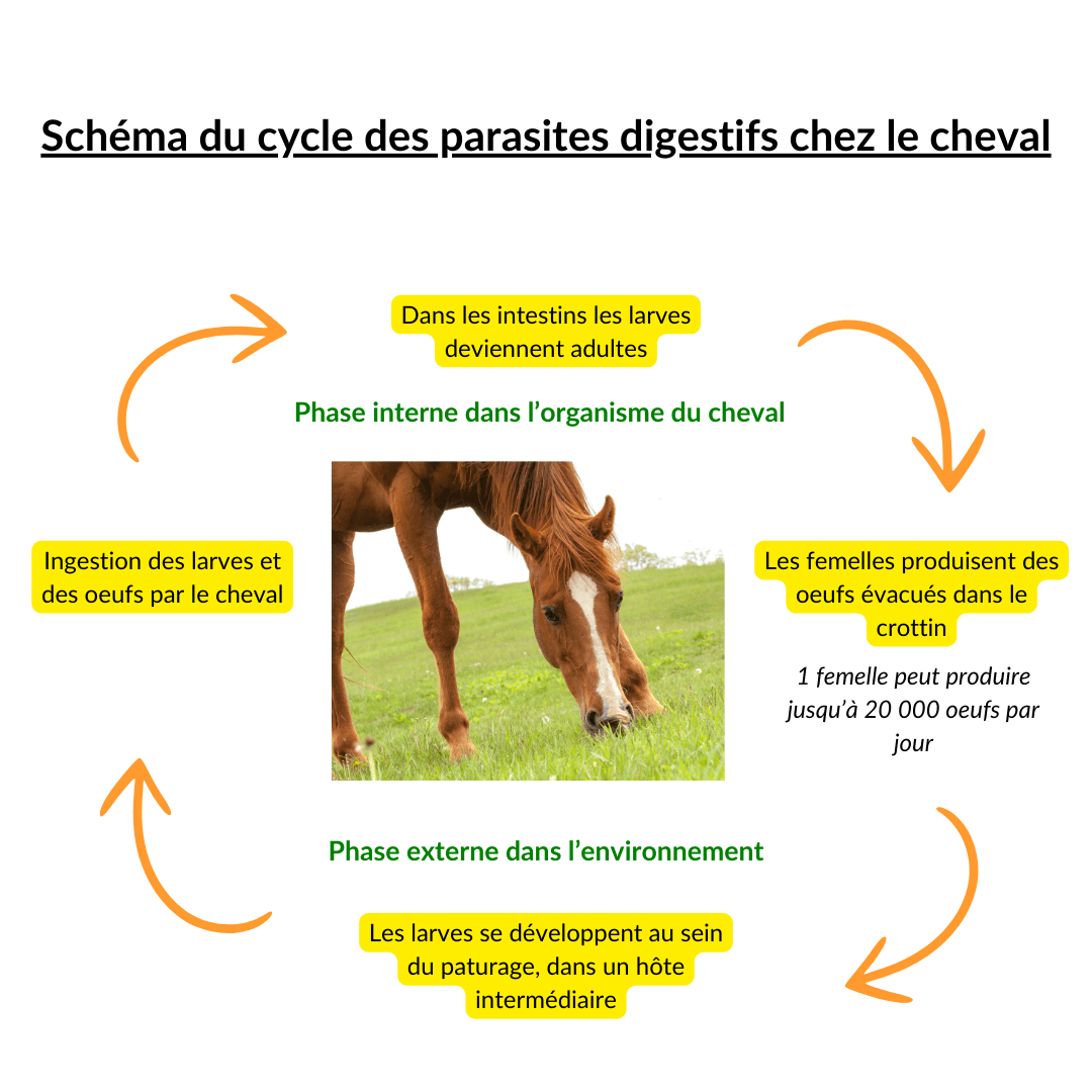 Sch&eacute;ma du cycle des parasites digestifs chez le cheval